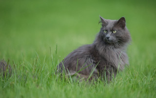 Serious cat in grass nature - grass free wallpaper