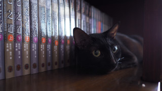 Black cat shelf books chinese - a shelf free wallpaper