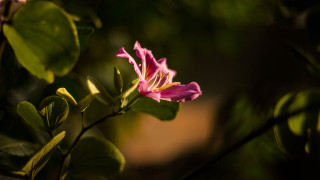 Pink flower green leaves blurry 23 - the background and a blurry background behind free wallpaper
