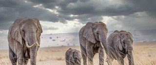 Elephants drygrass cloudymountains outdoor landscape - a dry grass free wallpaper