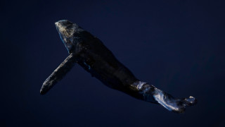 Floating fish holography 3d bioluminescence - a blue sky behind free wallpaper