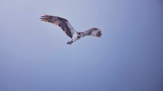 Bird flying blue sky long - a long beak free wallpaper
