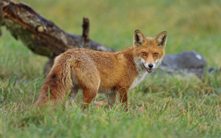 Fox field fallen tree grass - a fox free wallpaper