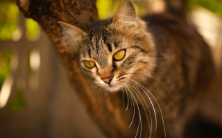 Cat looking up bokeh macro - neoplasticism free wallpaper