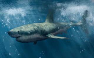 Great white shark ocean bubbles - david palumbo free wallpaper