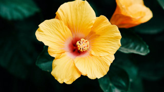 Yellow flower red center green 2 - a red center free wallpaper
