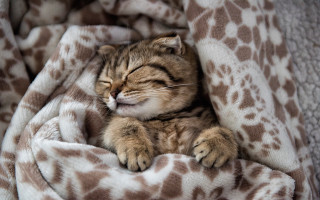 Cat sleeping blanket bed cozy - a blanket free wallpaper