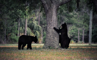 Black bears woods tree nature - the wood free wallpaper for desktop