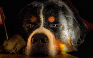 Dog laying table flag photorealism - his head on free wallpaper