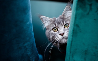 Cat curtain green background yellow - dave melvin free wallpaper