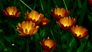 Orange flower field blurry background 2 - claire dalby free wallpaper