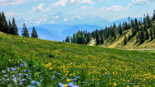 Flower field mountains blue sky - the distance free wallpaper