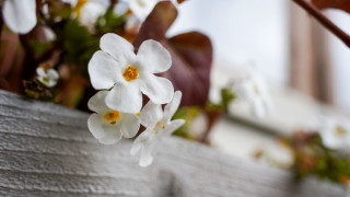 Flower closeup bokeh blurry background - a planter free wallpaper