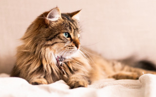 Cat blue eyes laying bed - renaissance free wallpaper