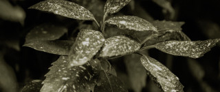 Plant leaves dirt macro grain - a plant free wallpaper