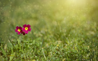 Single flower sunshine blurry background - the sun shining behind free wallpaper