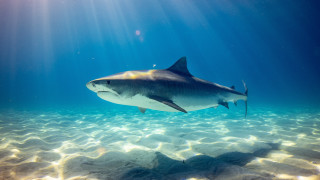Shark ocean sunlight fish rayonism - a large shark swimming in the ocean free wallpaper