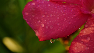 Pink flower water droplets macro 32 - photorealism free wallpaper