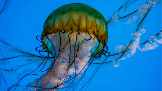 Jellyfish water sky tentacles autumn - jellyfish free wallpaper