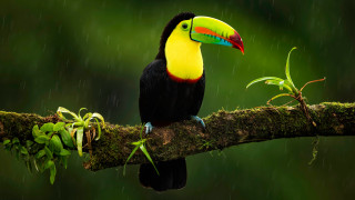 Toucan rain branch green background - a green plant free wallpaper