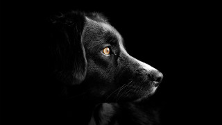 Black dog yellow eye night 2 - the dark sky free wallpaper