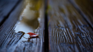 Leaf bench water photorealism macro - a leaf free wallpaper