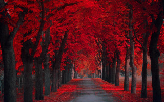 Red leaves forest autumn maple - neoromanticism free wallpaper