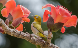 Bird perched branch flowers sky - a bird free wallpaper for desktop