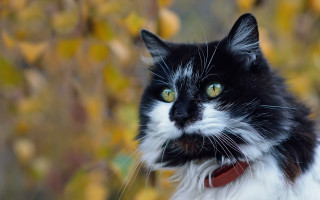 Black cat red collar impressionism 2 - a blurry background of leaves free wallpaper