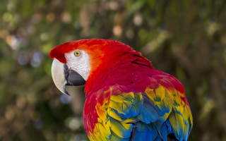 Colorful parrot blurry background bokeh - a colorful parrot free wallpaper