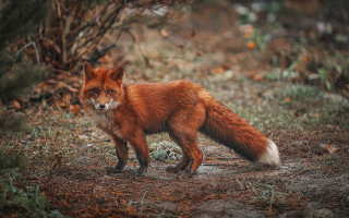 Red fox forest camera furry - a red fox free wallpaper