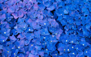 Blue flower bouquet water droplets - water droplet free wallpaper