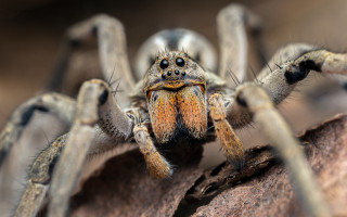 Spider rock closeup bokeh macro - a close up of a spider free wallpaper