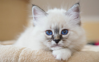 White kitten blue eyes curious 11 - curious free wallpaper