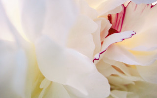 White flower red purple center - soft free wallpaper