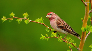 Bird perched branch tree green - a branch of a tree free wallpaper