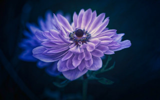 Purple flower blue center macro - a blue center free wallpaper