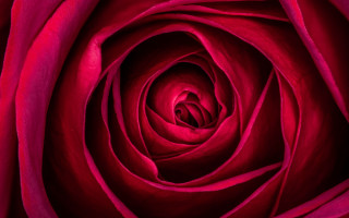 Red rose macro neo romanticism - a red center free wallpaper