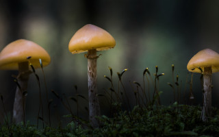 Three mushrooms moss forest macro - a blurry background of trees and grass free wallpaper