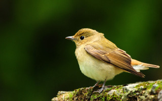 Small bird mossy branch green - mossy free wallpaper