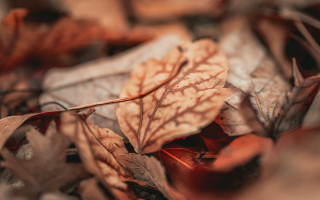 Autumn leaf closeup blurry background - a blurry background of leaves free wallpaper