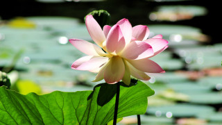 Pink lily bloom water lilies - lily pad free wallpaper