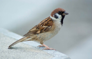 Bird standing on ledge outside - outside free wallpaper