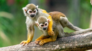 Two monkeys tree branch photorealistic - alex petruk ape free wallpaper
