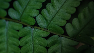 Green leaf foliage lace blurry - left free wallpaper