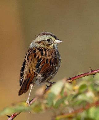 Small bird perched branch tree 5 - a branch of a tree free wallpaper