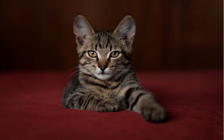 Cat serious look red blanket - serious free wallpaper