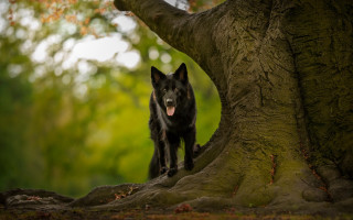 Black dog tree trunk forest - a black dog free wallpaper