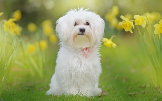 Small white dog grass yellow - yellow flower free wallpaper