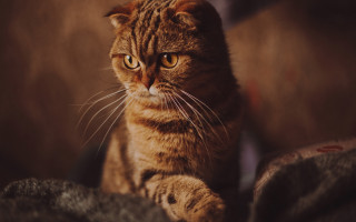 Cat couch serious eye portrait - aestheticism free wallpaper